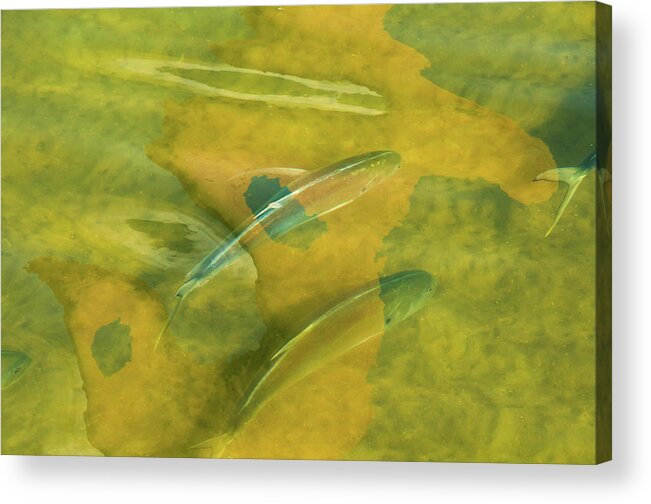Fish Reflection Abstract Painterly Green-yellow Water Acrylic Print featuring the photograph Painterly Fish by Carolyn D'Alessandro