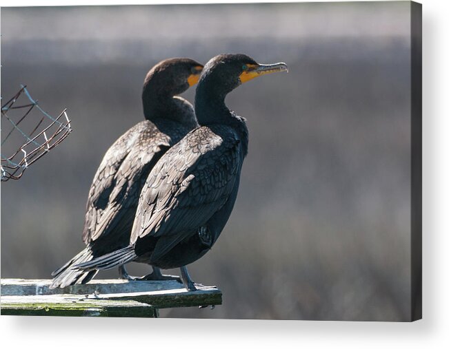 Double-crested Cormorant Acrylic Print featuring the photograph Pair Double-Crested Cormorant 3 March 2018 by D K Wall