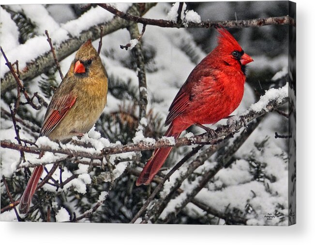 Cardinals Acrylic Print featuring the photograph Pair of Cardinals in Winter by Peg Runyan