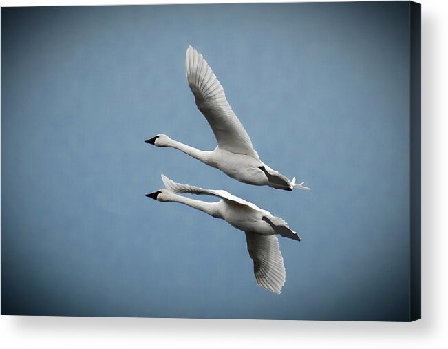 Nature Acrylic Print featuring the photograph Pair of Tundra Swan by Donald Brown
