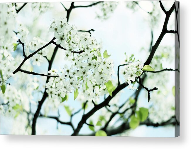 Pear Tree Acrylic Print featuring the photograph Pale Pear Blossom by Jessica Jenney