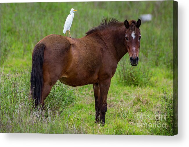 Photography Acrylic Print featuring the photograph Pale Rider by Daniel Knighton