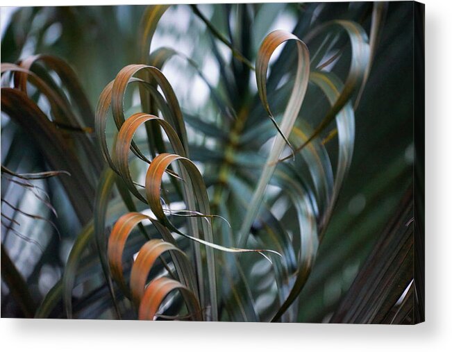 Hawaiian Island Acrylic Print featuring the photograph Palm Leaves by Christopher Johnson