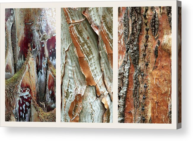Bark Acrylic Print featuring the photograph Palm Tree Bark Triptych by Jessica Jenney