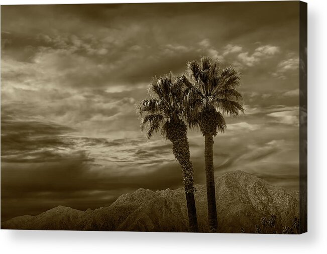 Tree Acrylic Print featuring the photograph Palm Trees by Borrego Springs in Sepia Tone by Randall Nyhof