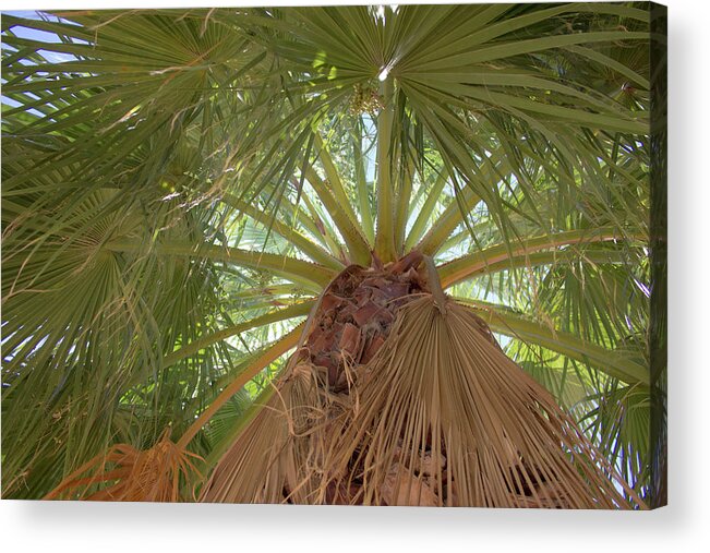 Palm Acrylic Print featuring the photograph Palm view by Darrell Foster