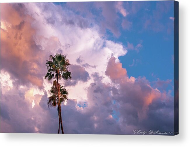 Palm Trees Acrylic Print featuring the photograph Palms at Sunset by Carolyn D'Alessandro