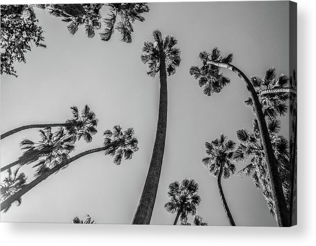 Palm Trees Acrylic Print featuring the photograph Palms Up II by Ryan Weddle