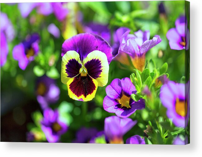 Pansy Acrylic Print featuring the photograph Pansy Face by Nancy Dunivin