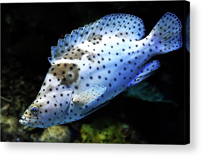 Fish Acrylic Print featuring the photograph Panther Grouper by Scott Cordell
