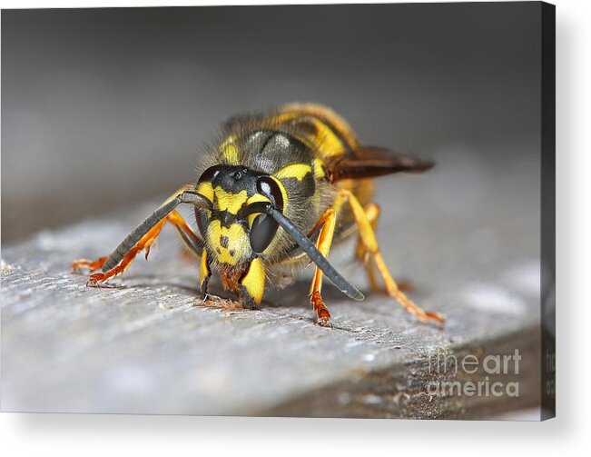 Queen German Wasp Acrylic Print featuring the photograph Paper Maker by Warren Photographic