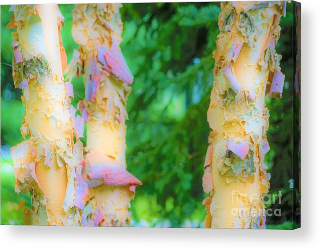 Trees Acrylic Print featuring the photograph Paper thin Bark by Merle Grenz