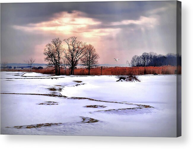 Nature Acrylic Print featuring the photograph Par for Winter's Course by Diana Angstadt