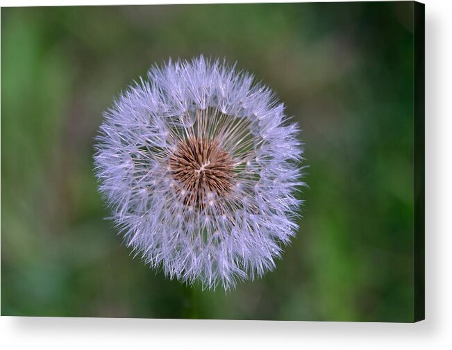 Outdoor Acrylic Print featuring the photograph Parachute Club- Dandelion Gone to Seed by David Porteus