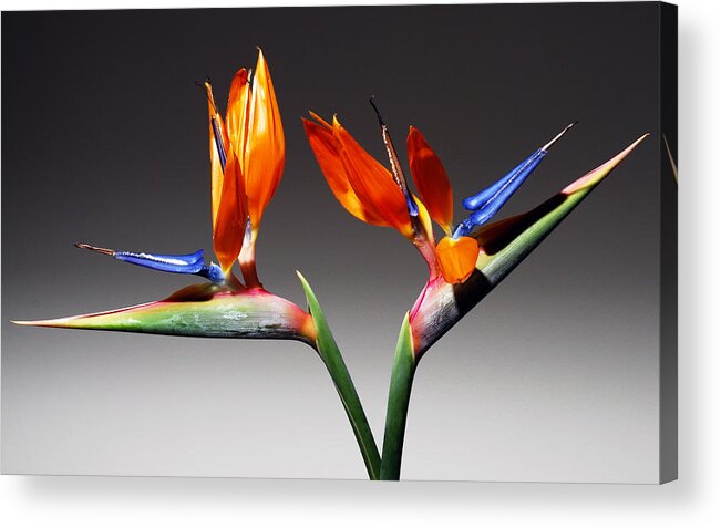 Bird Of Paradise Acrylic Print featuring the photograph Paradise. by Terence Davis