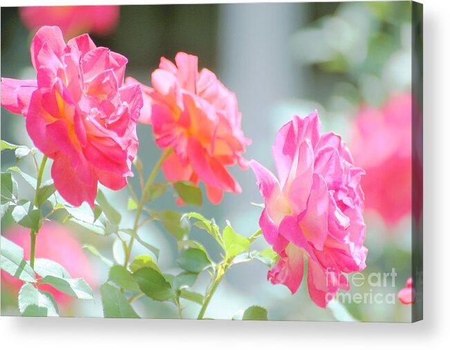 Roses Acrylic Print featuring the photograph Paris beauty by Merle Grenz