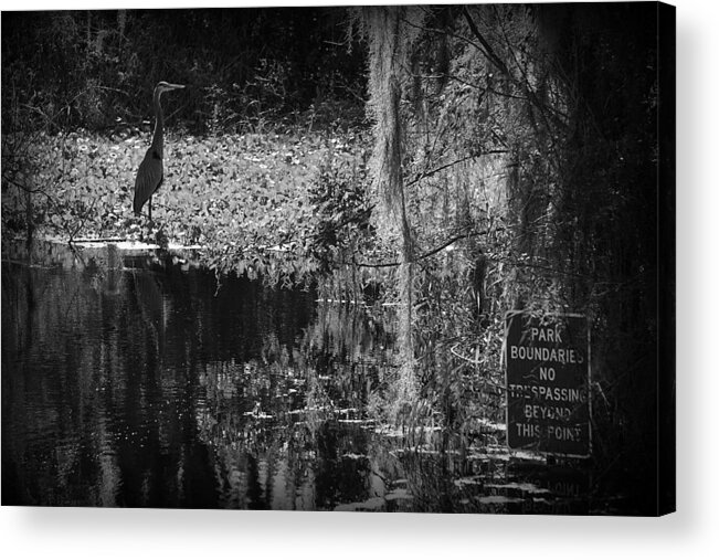 Bird Acrylic Print featuring the photograph Park Boundaries by Laurie Perry