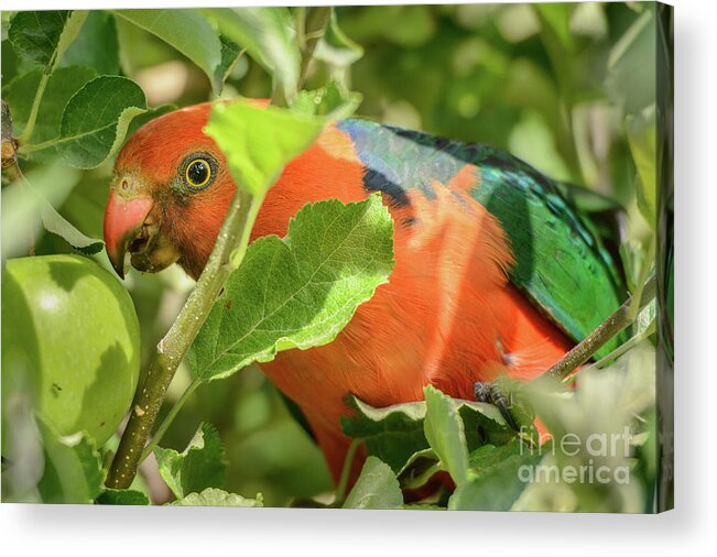 Bird Acrylic Print featuring the photograph Parrot in Apple Tree by Werner Padarin