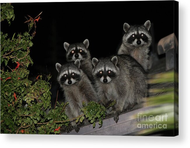 Nature Acrylic Print featuring the photograph Party of Five on the Roof Top by Nina Prommer