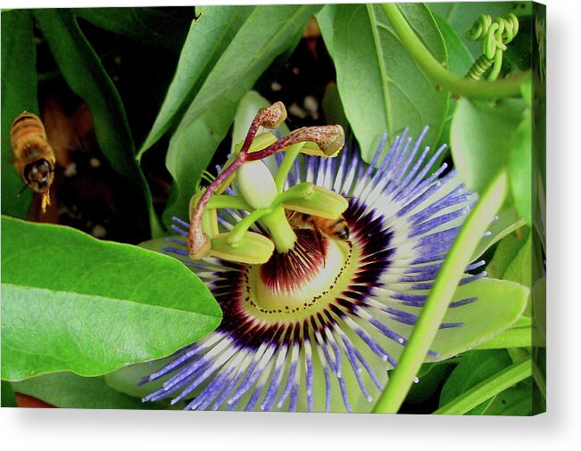 Passion Flower Acrylic Print featuring the photograph Passion Flower by Allen Nice-Webb