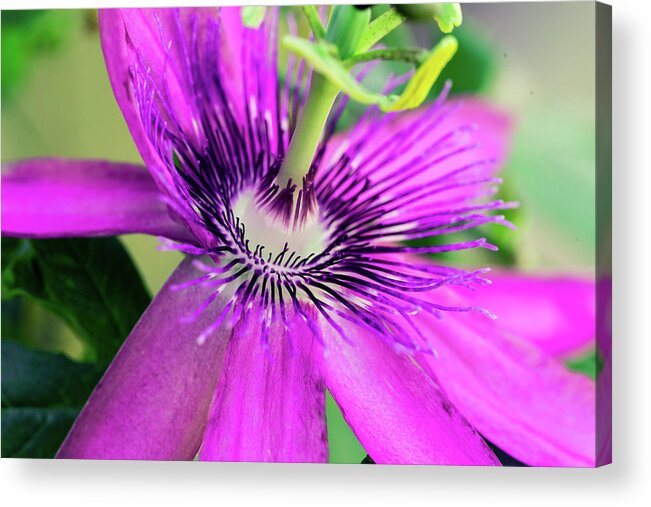 Nature Acrylic Print featuring the photograph Passion Flower by Judy Wright Lott