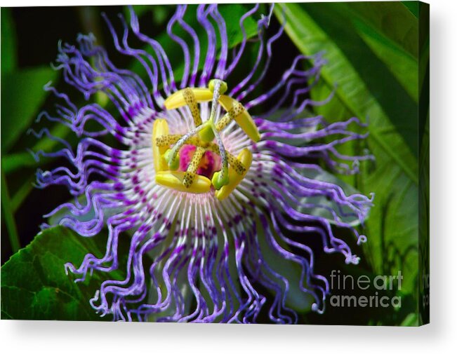 Flower Acrylic Print featuring the photograph Passionflower Spiritual Art by Robyn King