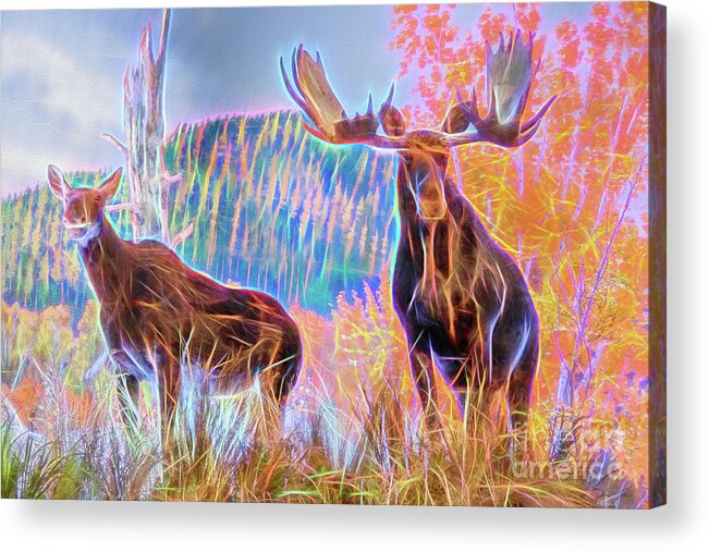 1.4 Tc Acrylic Print featuring the photograph Pastel Moose Couple by Ray Shiu