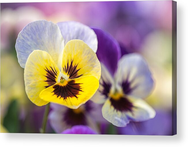 Floral Acrylic Print featuring the photograph Pastel Pansies by Jeff Abrahamson