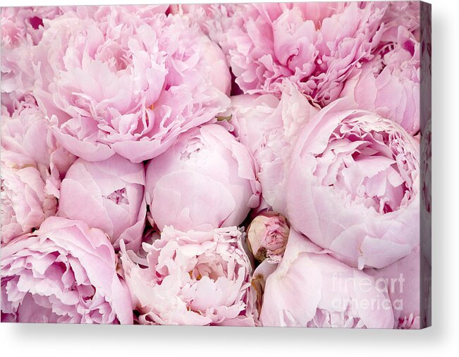Peonies Acrylic Print featuring the photograph Pastel Pink Peony Flowers - Pink Peony Decor - Peonies - Shabby Chic Pink Peony Flowers by Kathy Fornal