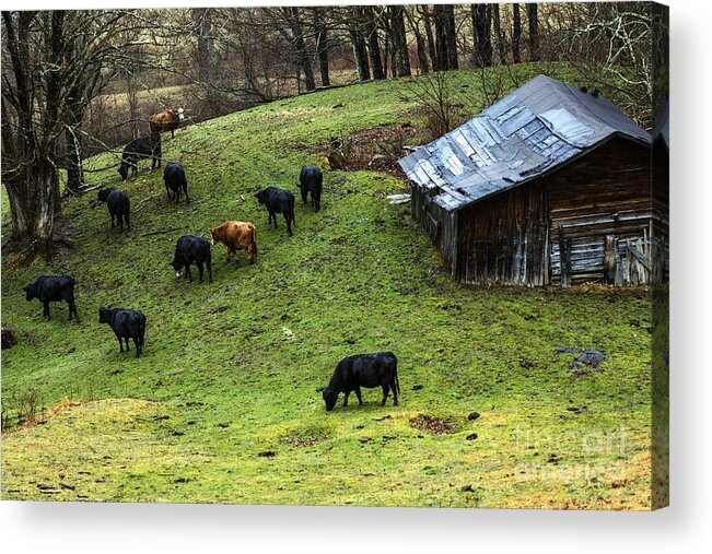 Pasture Field Acrylic Print featuring the photograph Pasture Field and Cattle by Thomas R Fletcher