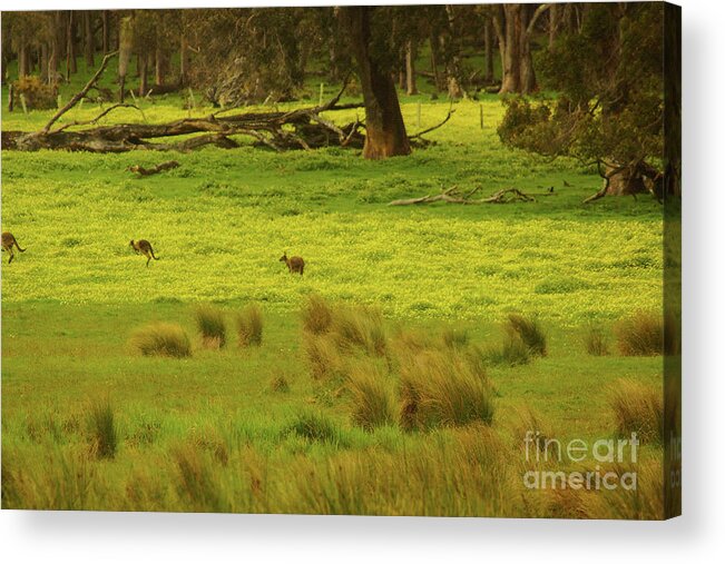 Kangaroo Acrylic Print featuring the photograph Pasture in Boranup by Cassandra Buckley