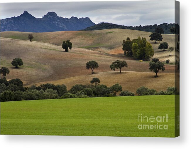 Landscape Acrylic Print featuring the photograph Pasture Land in Analusia by Heiko Koehrer-Wagner
