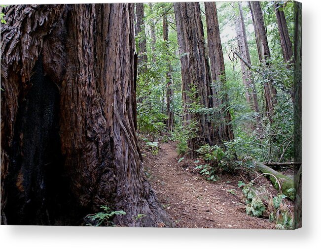 Mount Tamalpais Acrylic Print featuring the photograph Pathway through a Redwood Forest on Mt Tamalpais by Ben Upham III