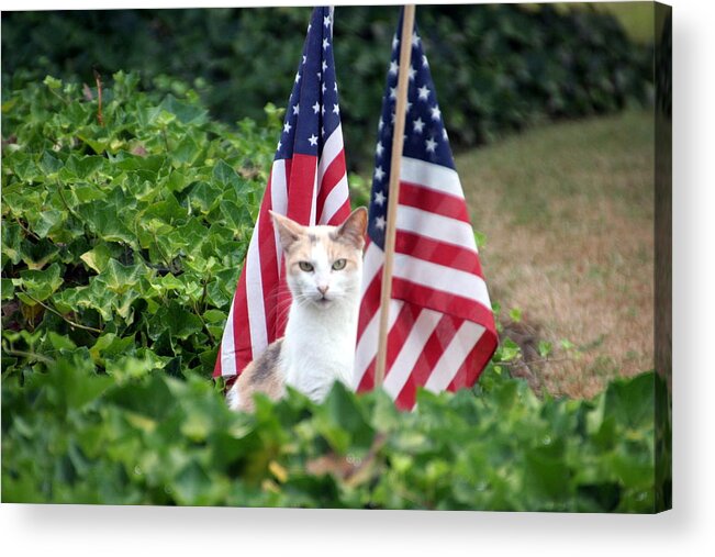 White Cat With Sandy-colored Spots Acrylic Print featuring the photograph Patriotic Cat by Valerie Collins