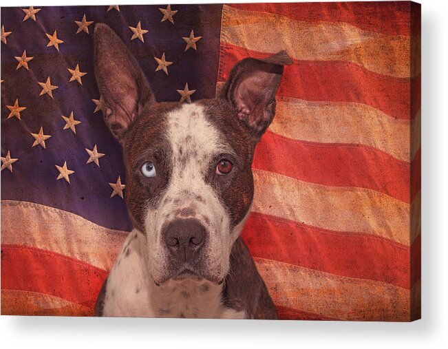 Animal Acrylic Print featuring the photograph Patriotic Pit Bull by Brian Cross