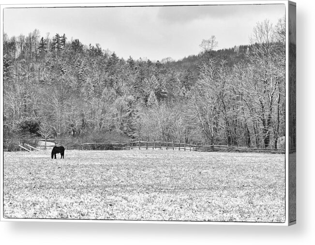 Horse Acrylic Print featuring the photograph Peace on Earth by Monroe Payne