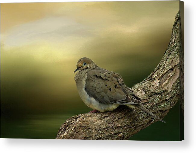Dove Acrylic Print featuring the photograph Peaceful Dove by Cathy Kovarik