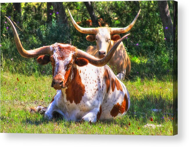 Texas Acrylic Print featuring the photograph Peaceful Weapons by Daniel George