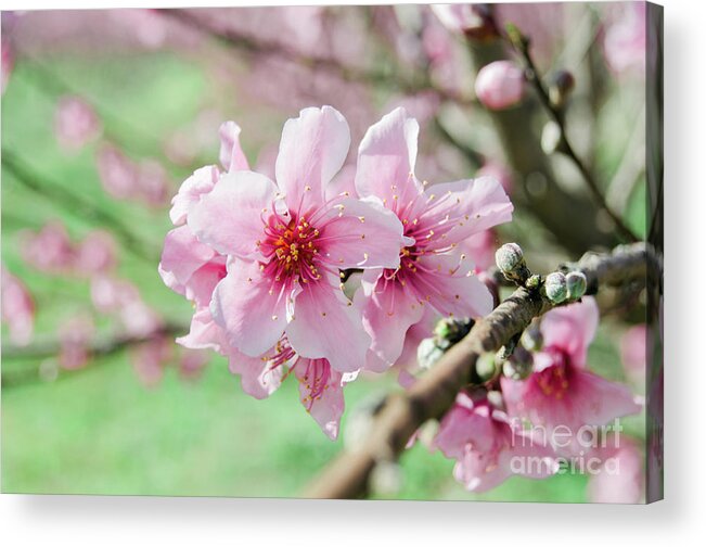 Sakura Acrylic Print featuring the photograph Peach Blossoms 15 by Andrea Anderegg