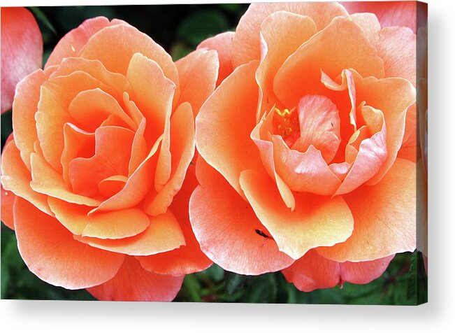 Rose Acrylic Print featuring the photograph Peachy by Ellen Tully