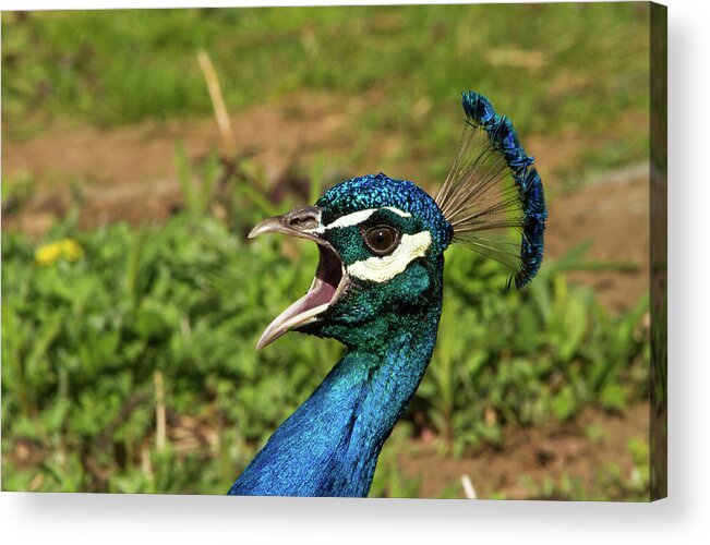 Peacock Acrylic Print featuring the photograph Peacock Calling by Karol Livote