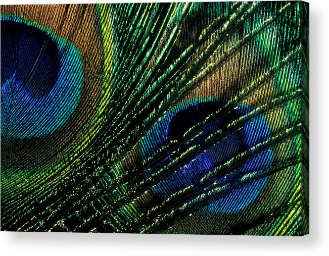 Peacock Acrylic Print featuring the photograph Peacock Eyes by Jerry McElroy