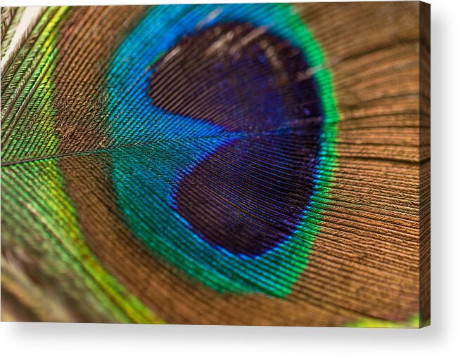 Peacock Acrylic Print featuring the photograph Peacock Feather Macro Detail by Amber Flowers