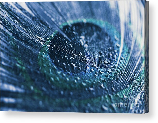 Peacock Acrylic Print featuring the photograph Peacock Feather Macro Waterdrops by Sharon Mau