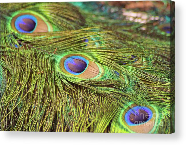 Bird Acrylic Print featuring the photograph Peacock Feathers by Kimberly Blom-Roemer