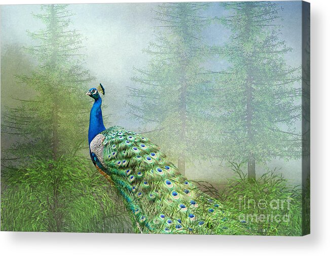 Peacock Acrylic Print featuring the photograph Peacock in the Forest by Bonnie Barry
