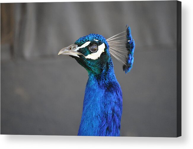 Blue Acrylic Print featuring the photograph Peacock Stare Down by Bridgette Gomes