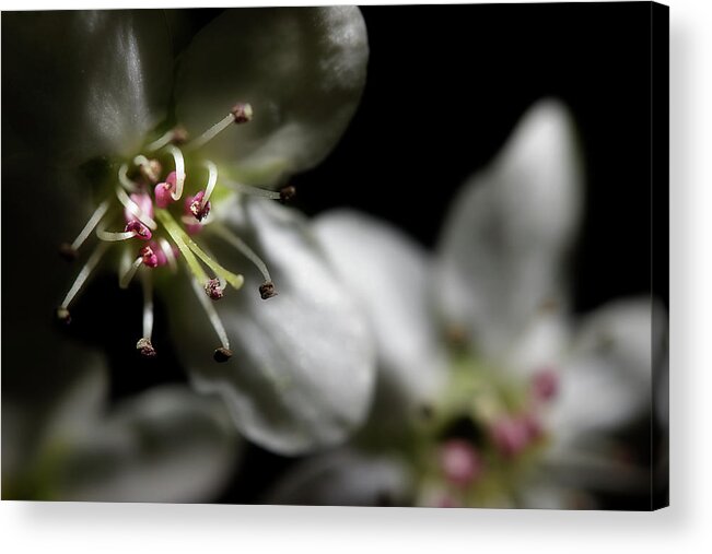 Blossoms Acrylic Print featuring the photograph Pear Blossoms by Mike Eingle
