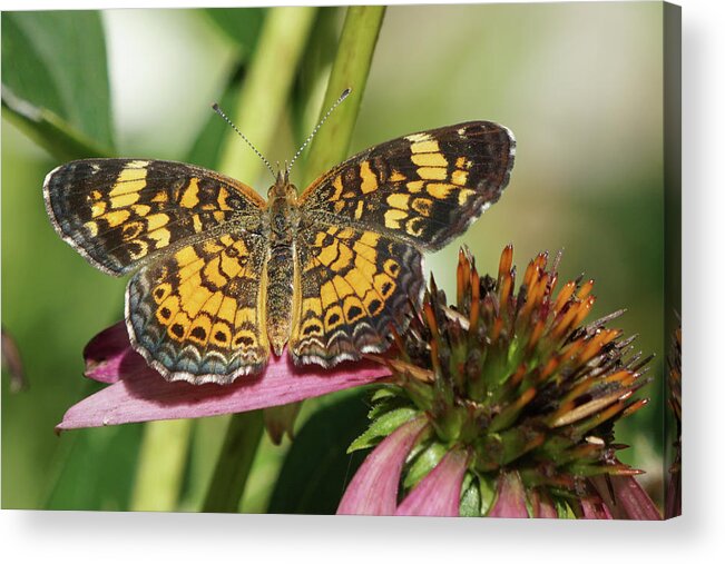 Pearl Crescent Butterfly Acrylic Print featuring the photograph Pearl Crescent Butterfly on Coneflower by Robert E Alter Reflections of Infinity