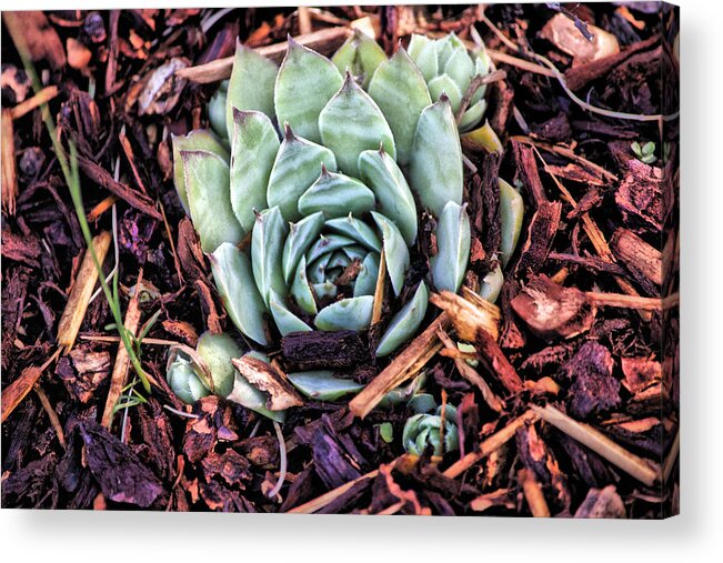 Succulent Acrylic Print featuring the photograph Peekaboo Succulent by Bonnie Bruno